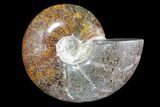 Polished Ammonite Fossil - Madagascar #173167-1